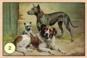 CRT CANI-02
