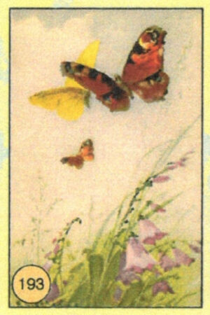 CRT FARFALLE-193