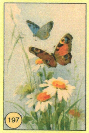 CRT FARFALLE-197