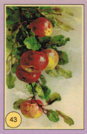 CRT FIORI-FRUTTA-043