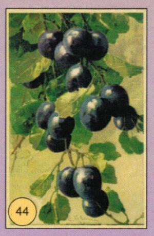 CRT FIORI-FRUTTA-044
