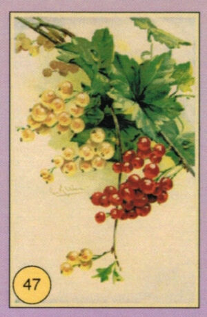 CRT FIORI-FRUTTA-047