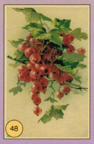 CRT FIORI-FRUTTA-048