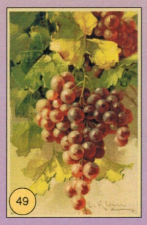 CRT FIORI-FRUTTA-049