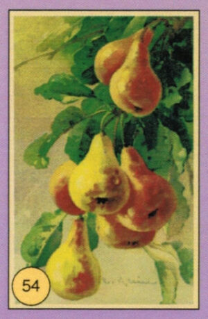 CRT FIORI-FRUTTA-054