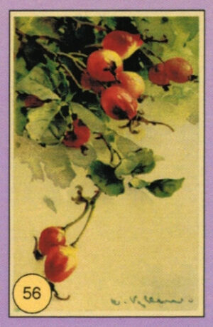 CRT FIORI-FRUTTA-056