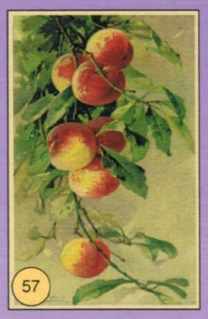CRT FIORI-FRUTTA-057