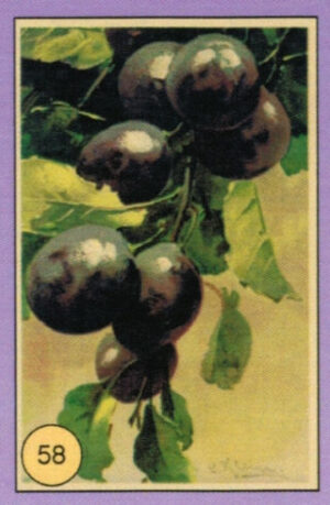CRT FIORI-FRUTTA-058