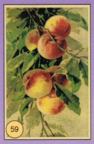 CRT FIORI-FRUTTA-059