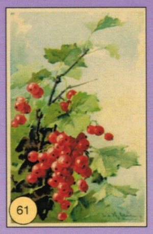 CRT FIORI-FRUTTA-061