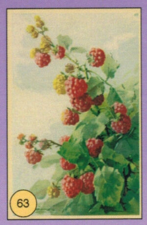 CRT FIORI-FRUTTA-063