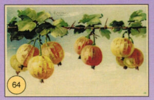 CRT FIORI-FRUTTA-064
