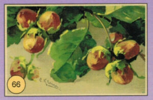 CRT FIORI-FRUTTA-066