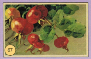 CRT FIORI-FRUTTA-067