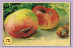 CRT FIORI-FRUTTA-070