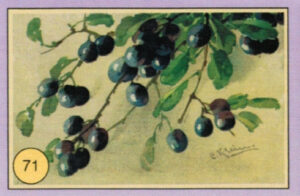 CRT FIORI-FRUTTA-071