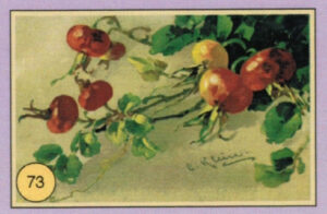 CRT FIORI-FRUTTA-073