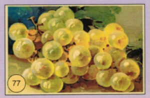 CRT FIORI-FRUTTA-077