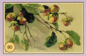 CRT FIORI-FRUTTA-080