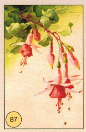 CRT FIORI-FRUTTA-087