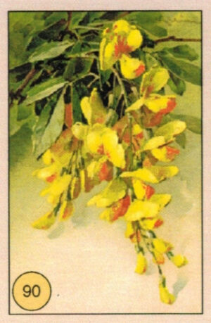 CRT FIORI-FRUTTA-090