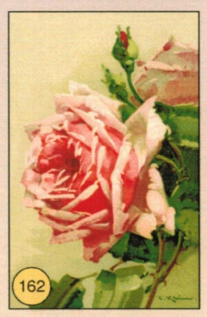 CRT FIORI-FRUTTA-162