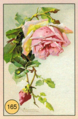 CRT FIORI-FRUTTA-165